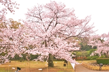 (5)桜前線標本木