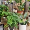 「【はなやホック皆生店】夏のインテリアに涼やかな観葉植物を飾りませんか？」
