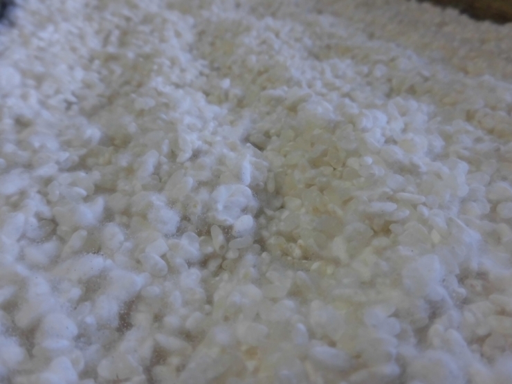 米の上にフワッと白く見えるのが米糀です。