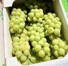 ナイヤガラ「信州産ぶどう『ナイヤガラ』あま〜い香りに包まれて」