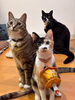 （写真4枚目）保護猫のひなが１歳になりました！「ネコとクーラー」