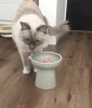 ねねちゃん パウチ開けたよ こちらもどうぞ…新鮮なフードを気持ちよく提供「自動給餌器があってもキャットシッターは必要？伊奈町ねねちゃん・ぎん君・はなちゃんのお留守番レポート」