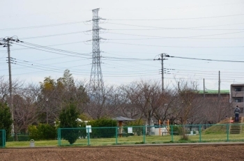 公園にも桜の木がたくさんあります。