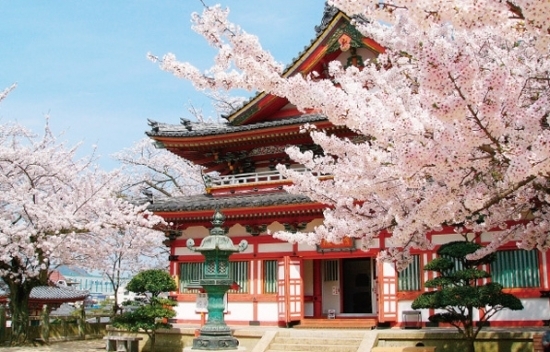 桜、つつじ、紫陽花、百日紅、紅葉と四季をとおして様々な花木にあふれる境内。<br>春は桜が咲き誇ります。