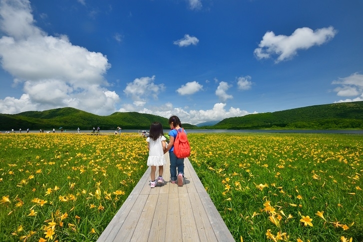 黄色の絨毯のように咲くニッコウキスゲ。　　　　　　　　　　　写真提供：喜多方観光物産協会