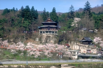 福満虚空蔵尊の桜（ソメイヨシノ）・・・河沼郡柳津町<br>花言葉◆純潔・優れた美人<br>