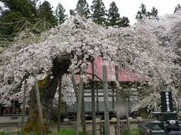 杉の糸桜・・・河沼郡会津坂下町<br>花言葉◆優美