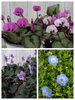 地植えができる原種シクラメン・宿根性ビオラ・ネモフィラ「春の花苗 入荷しました！【オステオ・ラナン・ネモフィラ・原種シクラメン などなど】新潟県村上市の園芸店g+f MOMO」