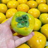 「奈良県産　「ハウス柿」でーす！！」