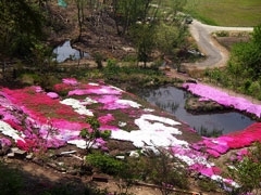 赤レンガの芝桜・・・喜多方市岩月町<br>開花時期：5月上旬<br>花言葉◆合意・燃える恋