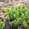 いつ咲くの？　見ごろはいつ？　そんな疑問にお答えします（その他の花）