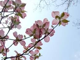 ハナミズキ・・・喜多方市東桜ヶ丘<br>開花時期：4月中旬～5月下旬<br>花言葉◆永続性・返礼・私の想いを受けてください<br>