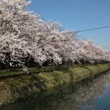 海田町の桜・お花見スポット