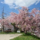 熊野町の桜・お花見スポット