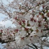 府中町の桜・お花見スポット