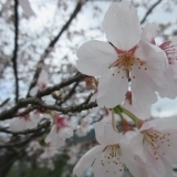 坂町の桜・お花見スポット