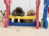ほら、跳んでごらん。ただただオヤツを見つめ…😅「ましゅまろ幼稚園🐾」