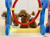 くまちゃん＆ねねちゃん　同時ジャンプの練習中〜「ましゅまろ幼稚園🐾」