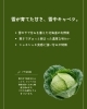 「岩見沢 雪中キャベツ 仕入れ｜飲食店向け産地直送・甘い冬野菜特集」