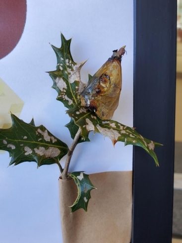 年中行事の意味をしろう 節分 柊イワシ 厄除け 西蓮寺 社会福祉法人愛和会 共生型サービス事業所 サポートセンターいきいきのニュース なめがた日和 行方市 年中行事の意味をしろう 節分 柊イワシ 厄除け 西蓮寺 社会福祉法人愛和会 共生型サービス事業所 サポートセンターいきいきのニュース なめがた日和 行方市