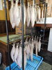 「📣本日朝の店内情報🐟」