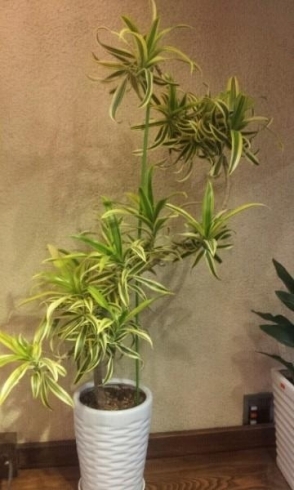 05 30 枚方市楠葉朝日 おくだ花舗 のご紹介 まいぷれ枚方 編集部のニュース まいぷれ 枚方市 05 30 枚方市楠葉朝日 おくだ花舗 のご紹介 まいぷれ枚方 編集部のニュース まいぷれ 枚方市