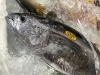 「魚魚市場鮮魚コーナーおすすめは「カンパチ・ヨコワ」です♪」