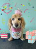 「Dog salon mofu mofu　余市町」