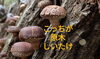 自然の恵みで育てる。無農薬薬なのが原木しいたけ「八王子産を店頭で販売している802SKY SHOPです。本日より八王子産原木しいたけを販売しています。　八王子産野菜　八王子 八王子産原木しいたけ　八王子産しいたけ しいたけ 八王子駅　八王子市　野菜」
