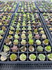 多肉植物さん　いっぱ〜い「多肉植物の寄せ植え教室🪴」