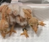 「メンフクロウの雛」