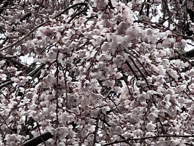一番咲いている木の桜UP「府中市の東郷寺のしだれ桜(枝垂れ桜)の開花状況、見頃の情報　第２報」