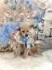 空くん　可愛いシニアさん「2025 Merry Xmas🎄」