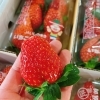 「「いちご屋のししど」さんの「いちご(とちおとめ)」の入荷が始まりましたよー♪♪」