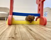 あれ？チャコちゃん…そこからですかぁ😆「ましゅまろ幼稚園🐾」