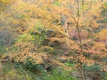 交野山の紅葉