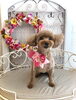 リリちゃん「わんこと秋桜&サロンから予約状況です」