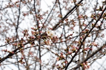 開花し始めた桜の木もありました。