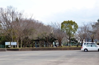 公園奥の駐車場の桜もつぼみは固い。