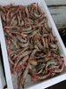 「京都府産つちえびが鮮魚コーナーに登場！1パック1,000円でご用意しています」