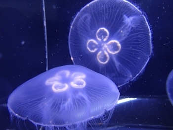 葛西臨海水族園 4月のイベント情報 まいぷれ江戸川区 おすすめイベント情報 まいぷれ 江戸川区