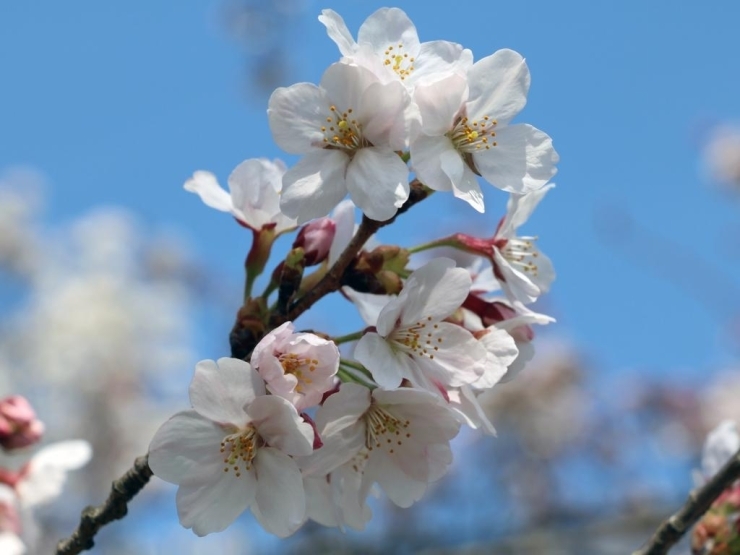 国営昭和記念公園は春盛り たちかわ散歩 まいぷれ 立川市