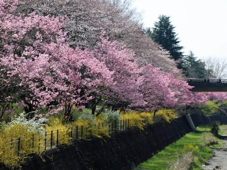 【花木園近く】<br>濃いピンク色のカンヒザクラは満開！　その上の淡いピンクのソメイヨシノはこれからがピーク。