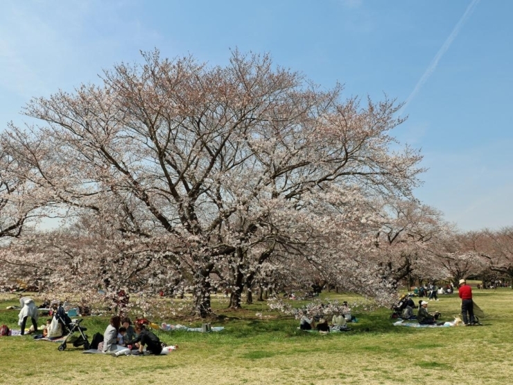 【桜の園】<br>みんなの原っぱ横の桜は3～4部咲きといったところ。でも、お花見のお客さんでいっぱい。春を楽しんでいました。