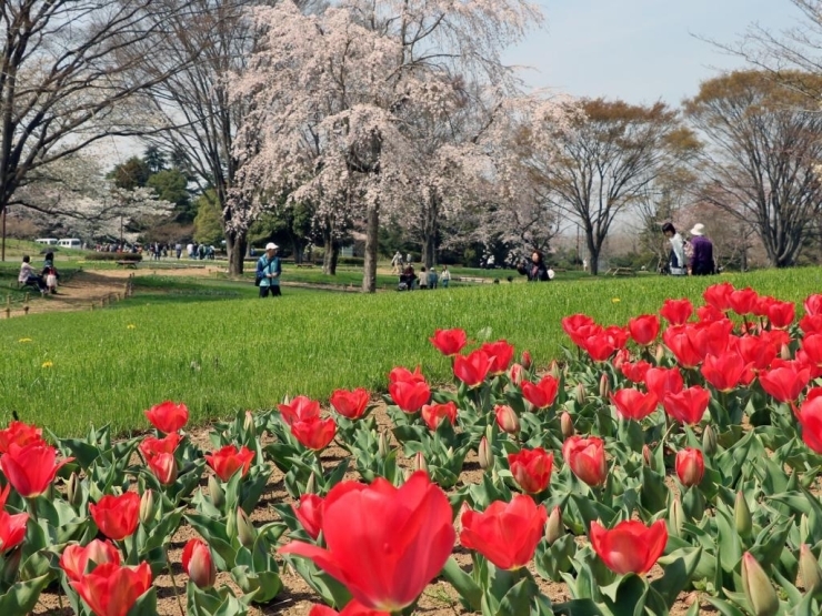 【渓流広場下流】<br>チューリップは4月上旬からが見頃です。