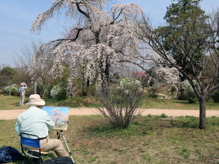 【花の丘】<br>とっても綺麗に絵に描かれているのは枝垂桜！　こちらも見頃です。