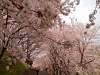梅本杜丘 桜島 2025年 桜島 - 出発前に知っておくべきことすべて - トリップ