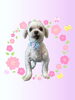 「Dog salon mofu mofu　余市町」