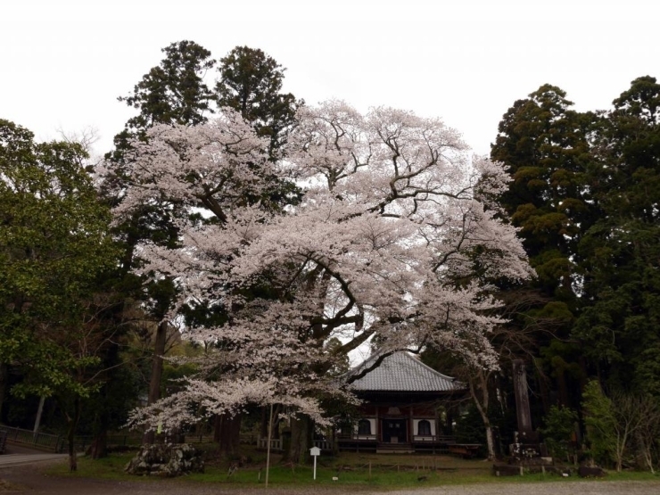 三島の玉沢の妙法華寺にある山桜が満開になっていました。<br>かなり大きい山桜なので、1本でも凄い存在感があります。