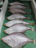 「📣本日のお魚情報🐟」